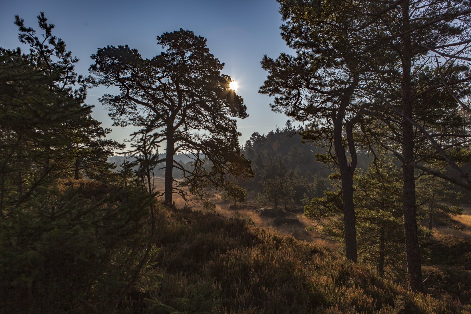 frederikshaab_plantage_20170509_2026644139